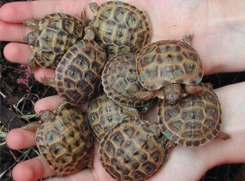 Как посчитать возраст сухопутной черепахи. как определить возраст красноухой черепахи по строению, размерам и количеству колец