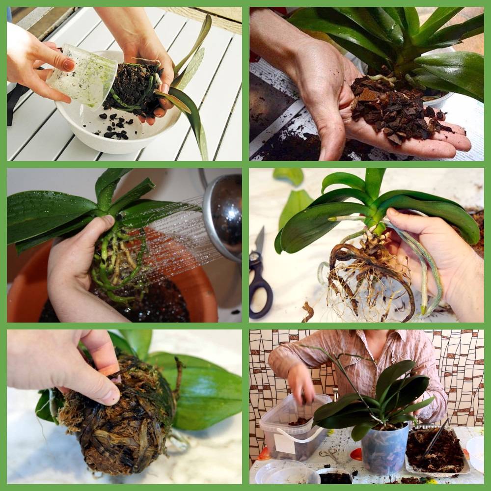 Орхидея: уход и размножение в домашних условиях