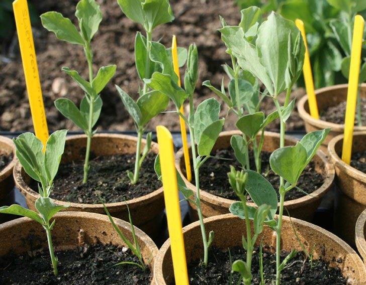 Душистый горошек: выращивание из семян. когда и как сажать на рассаду