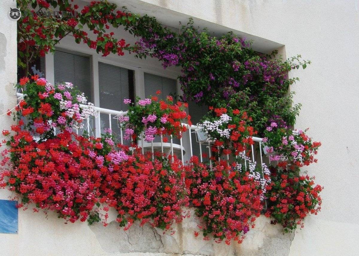 Какие цветы для балкона выбрать: идеи оформления