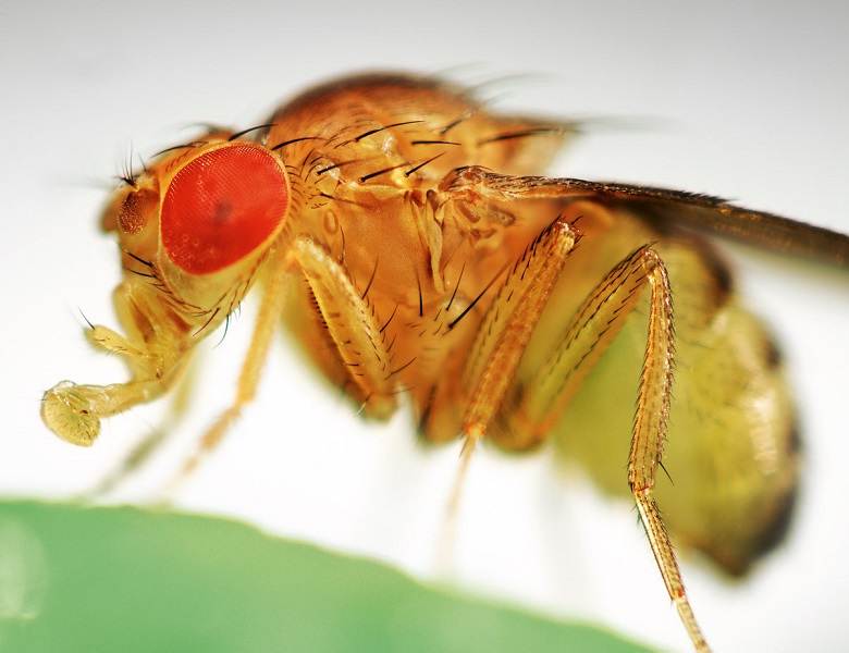 Дрозофила – причины появления фруктовой мухи на кухне