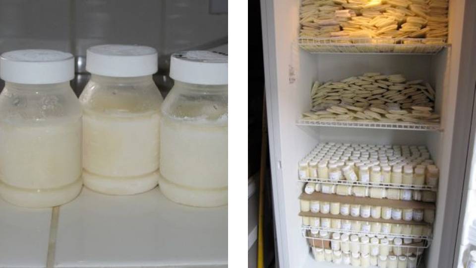 Как заморозить молоко и как его потом использовать?