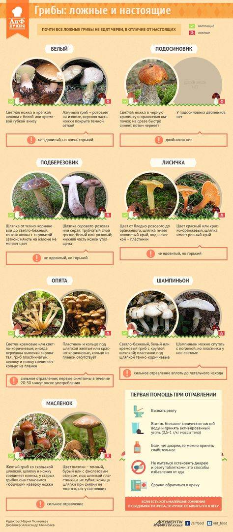 Какие грибы съедобные: 33 вида с описаниями