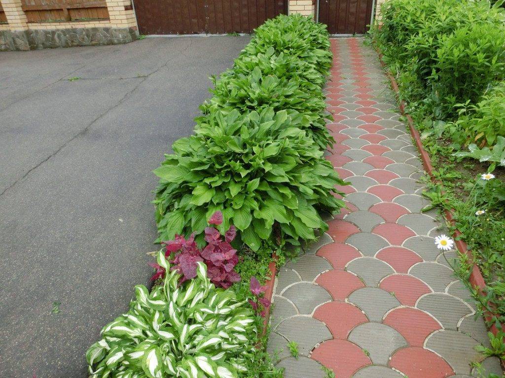 3 идеи оформления бордюров вдоль садовых дорожек в пейзажном стиле со схемами и названиями растений