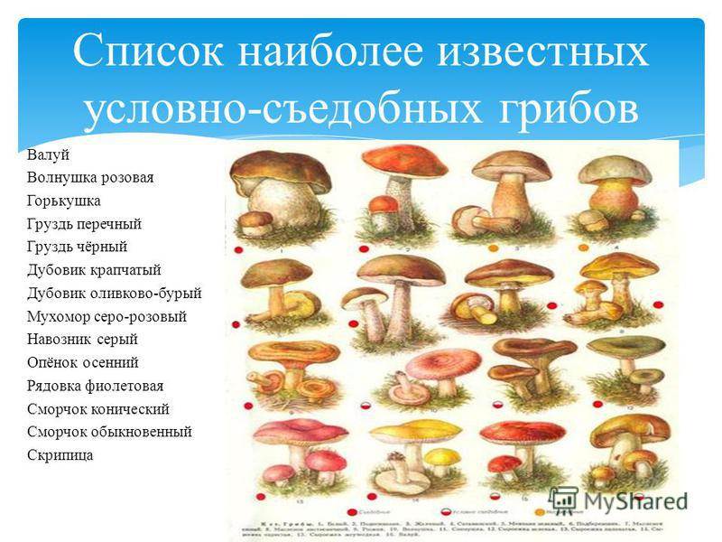 ???? для тех, кто хочет научиться отличать съедобные грибы от ядовитых