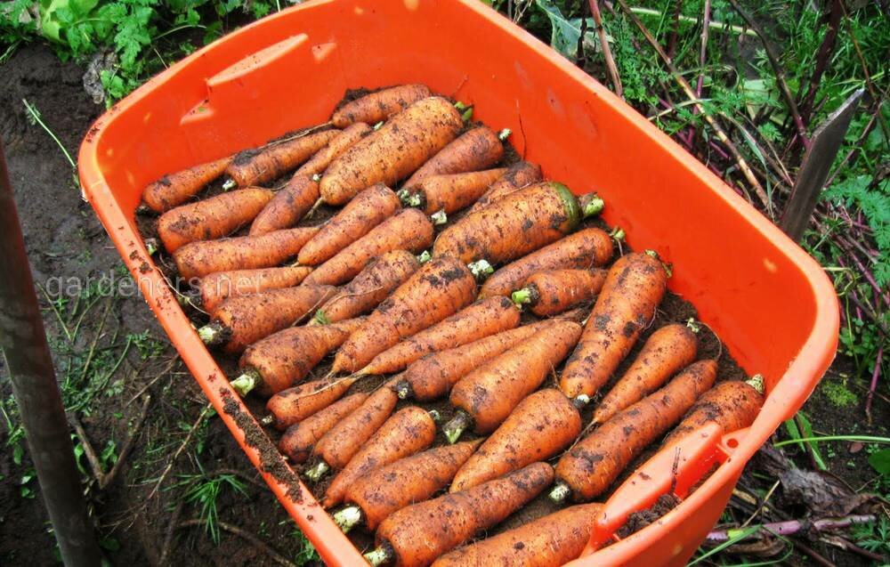 Подготовка моркови к зиме, как хранить: мытую или грязную?