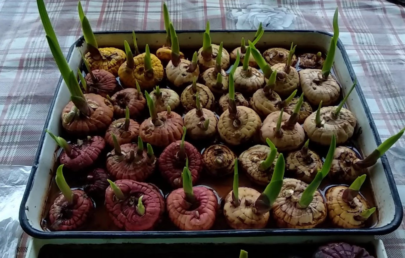 Подготовка гладиолусов к посадке весной: когда доставать луковицы из холодильника после зимнего хранения, как проводить проращивание на урале и в иных регионах?