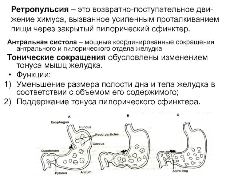 Положение желудка. Пилорический отдел желудка функции. Антральный и пилорический отделы желудка. Антральная систола желудка физиология. Тоническое сокращение проксимального отдела желудка.