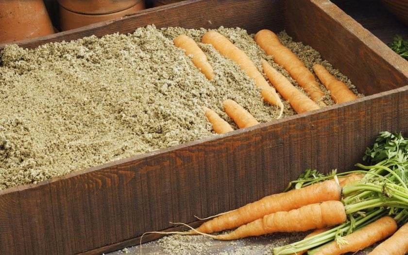 Как хранить морковь в домашних условиях: 10 способов