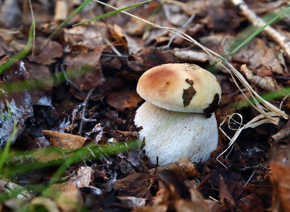 Как быстро растут грибы после дождя: как собрать урожай первым?