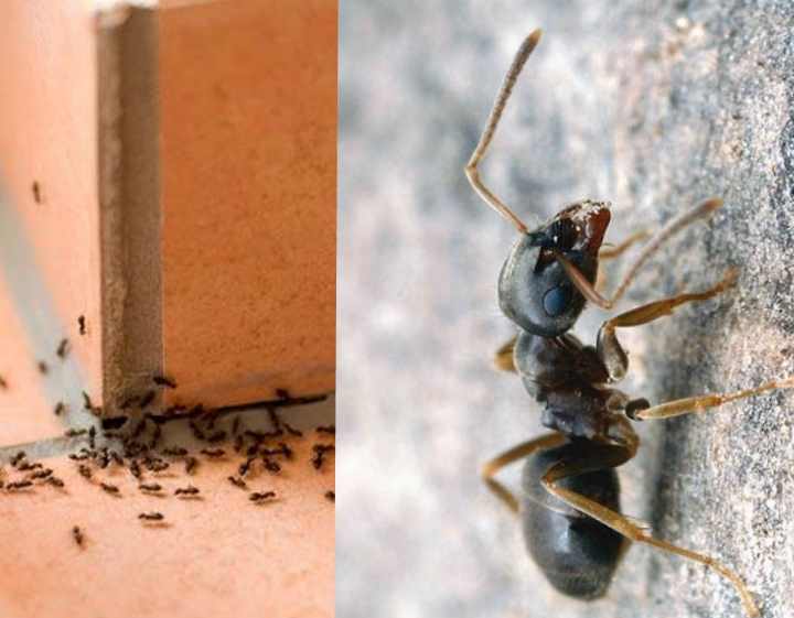 Рыжие домашние муравьи в квартире: как избавиться от паразита?