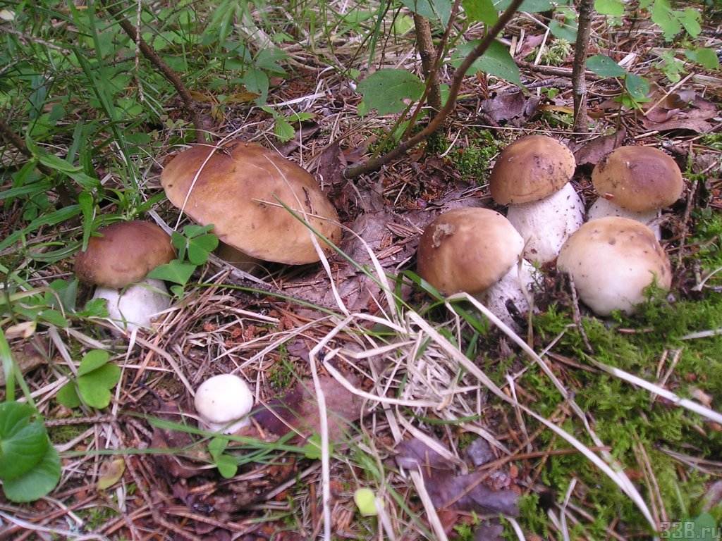 За какое время грибы вырастают. насколько быстро растут грибы | дачная жизнь