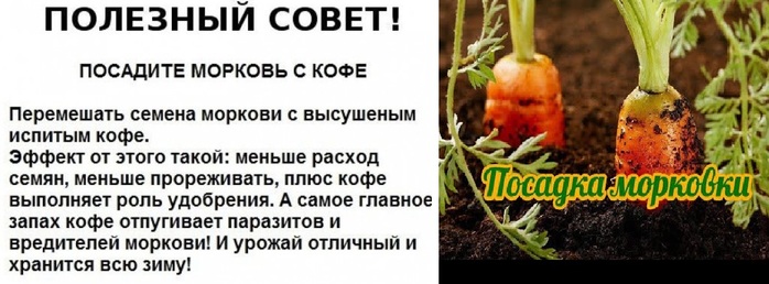 Как сохранить морковь на зиму в домашних условиях и в погребе