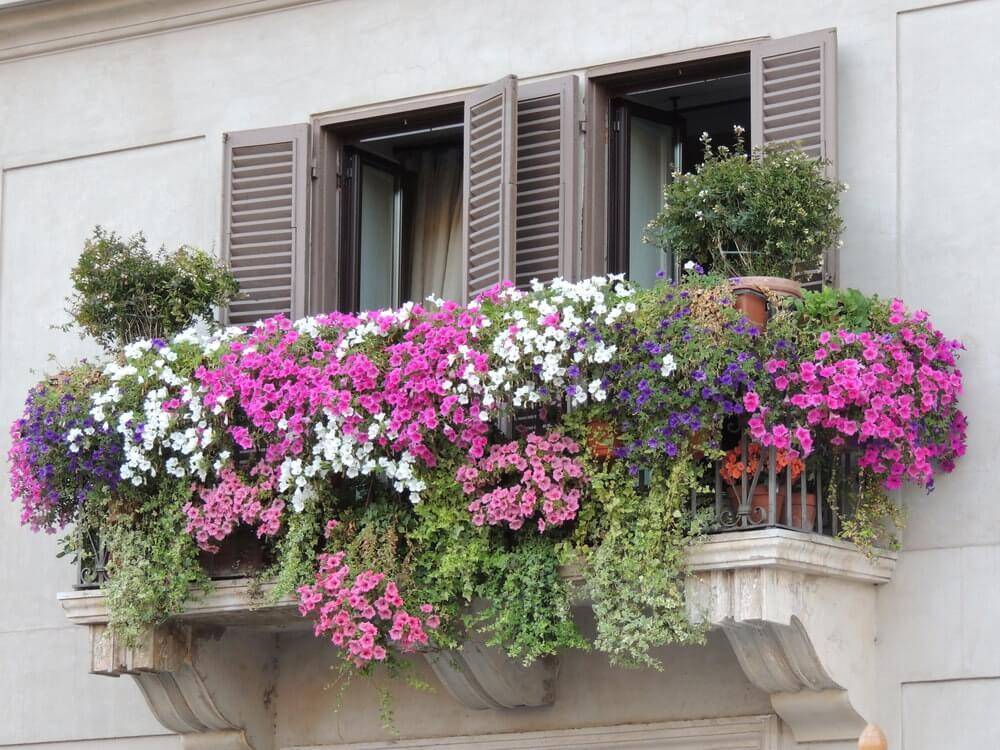 Какие цветы посадить на балконе? – топ-41 примеров для разных типов балконов