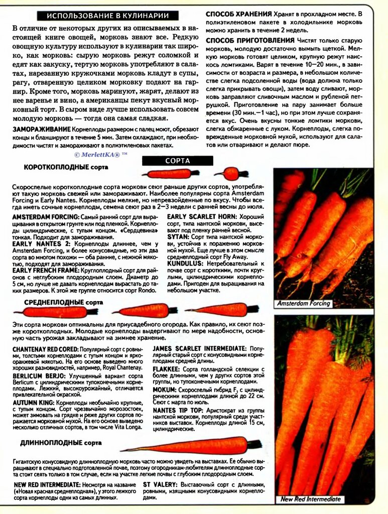 Лучшие сорта моркови - более 30 сортов с описанием