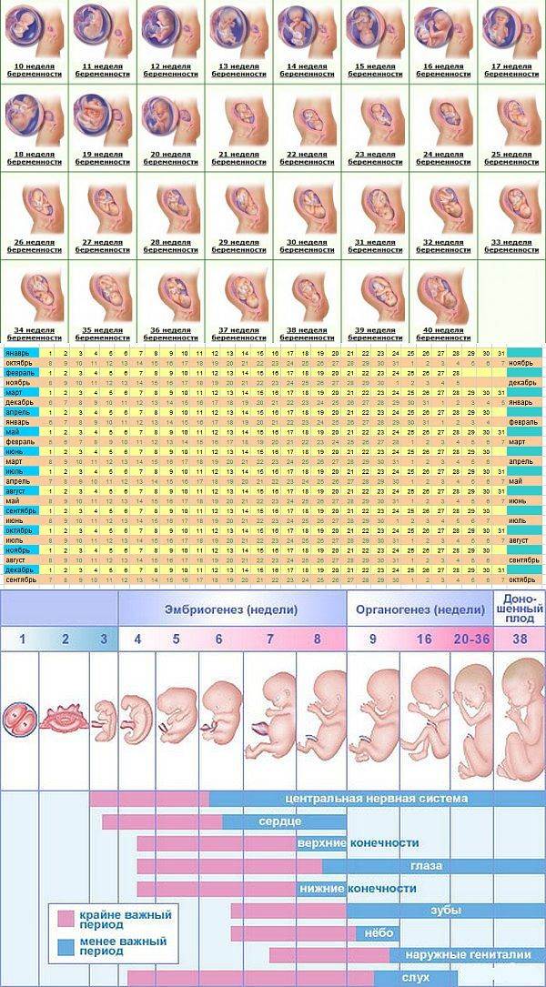 Описание недель беременности с фото по неделям