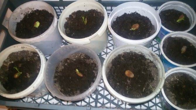 Как посадить косточку персика в домашних условиях в горшок и в землю?
