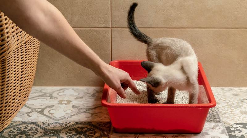 Как избавиться от запаха кошачьей мочи: почему кошка отказывается от лотка