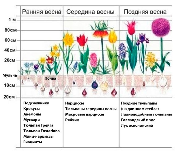 Как посадить нарциссы осенью: в подмосковье, сибири, средней полосе, сроки, в каком месяце, на какую глубину, видео
