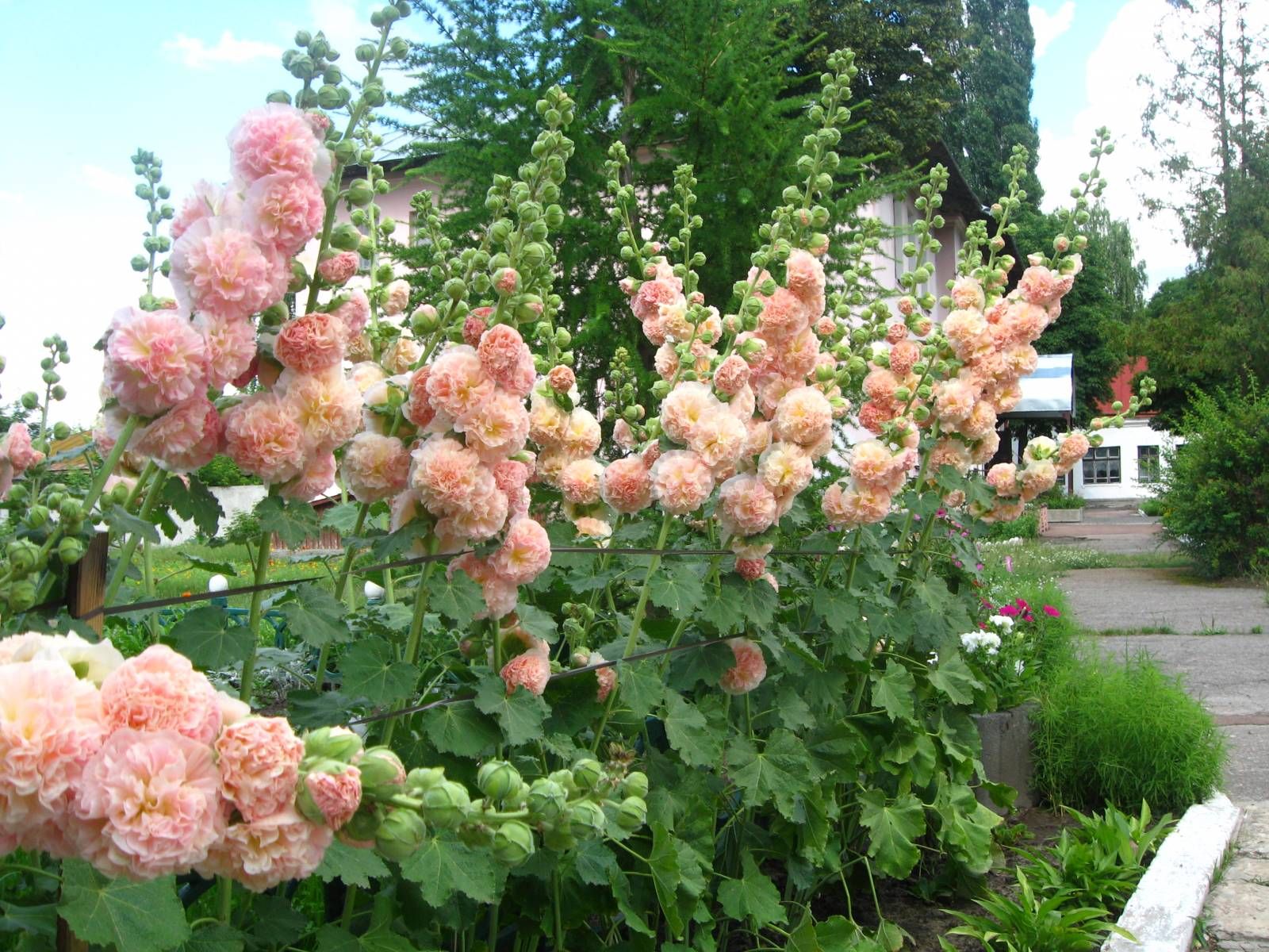 Особенности выращивания розы-шток (мальвы) из семян
