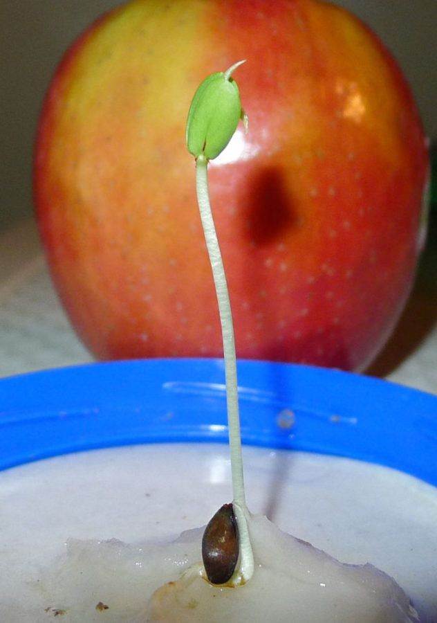 Как вырастить яблоню из семечка или ветки