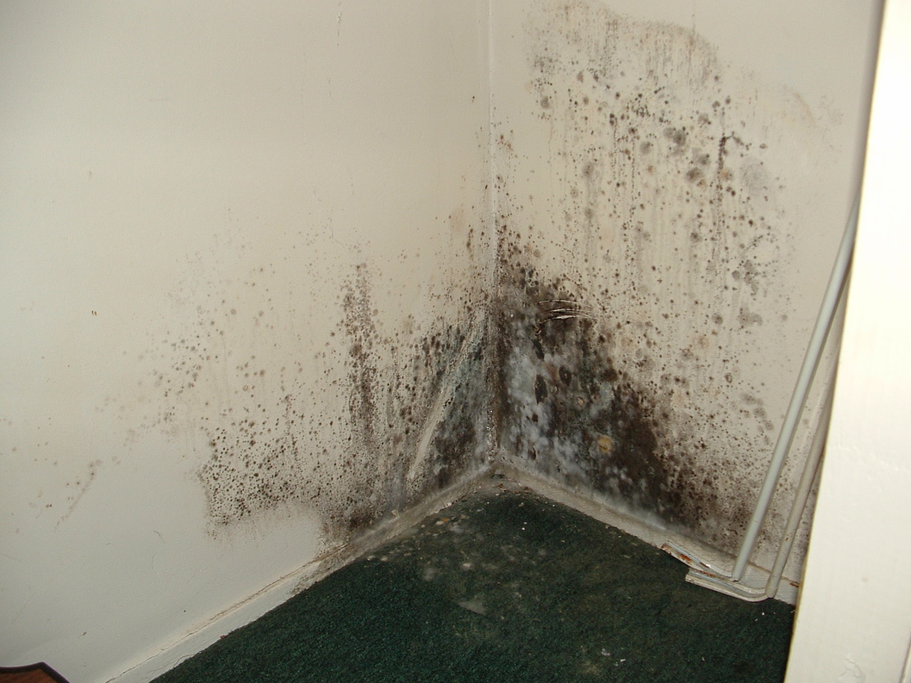 Плесень на стенах в квартире: как избавиться в домашних условиях