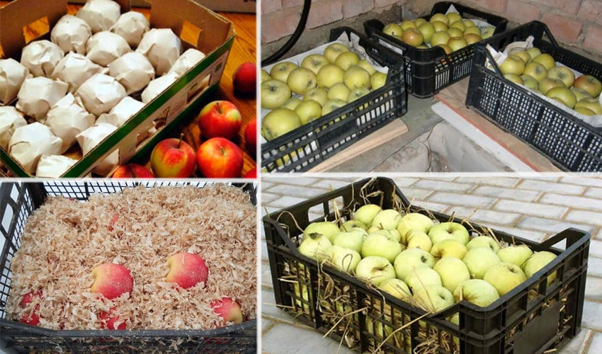 Как сохранить урожай яблок до весны