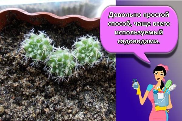 Кактус маммиллярия (mammillaria): как вырастить, разновидности