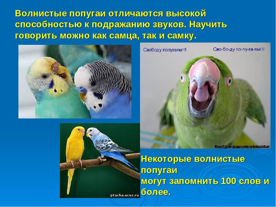 3 способа, как определить пол волнистого попугая на глаз