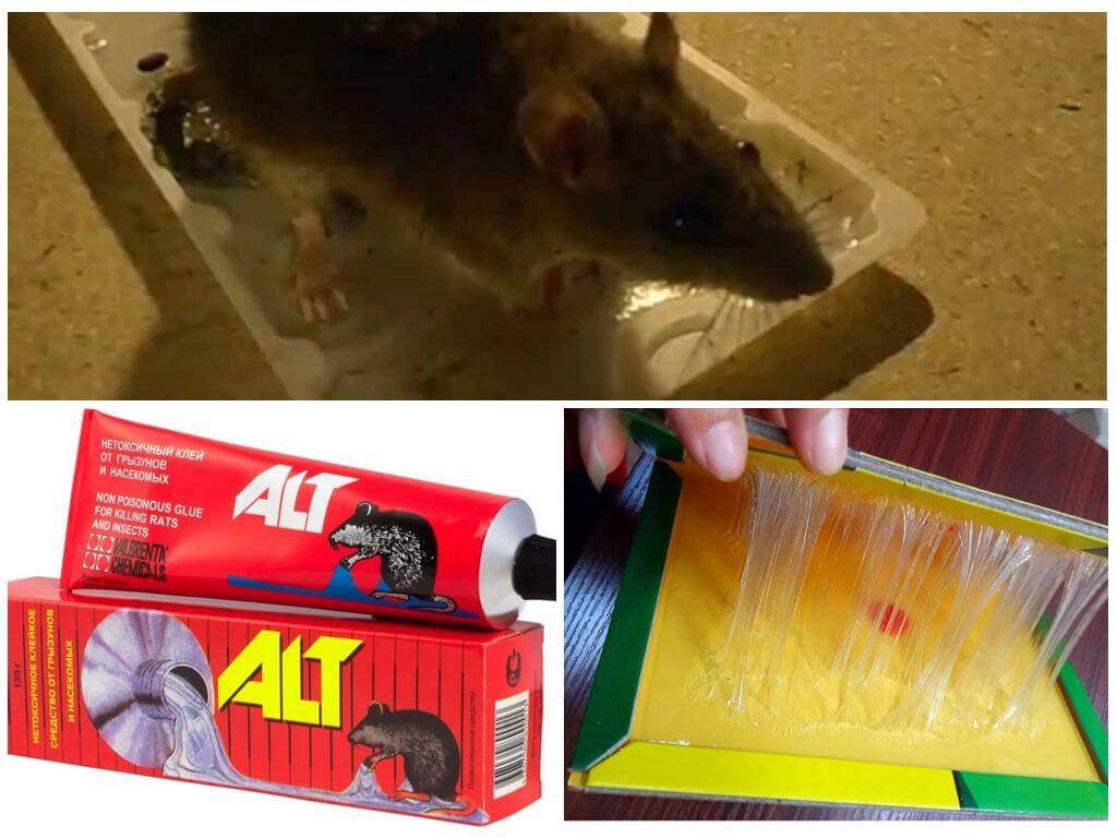 Клей от мышей, грызунов и крыс – советы по выбору
