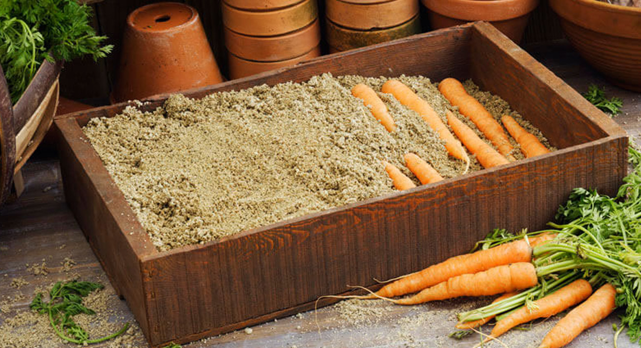 Как хранить морковь зимой? ???? | 12 лучших способов