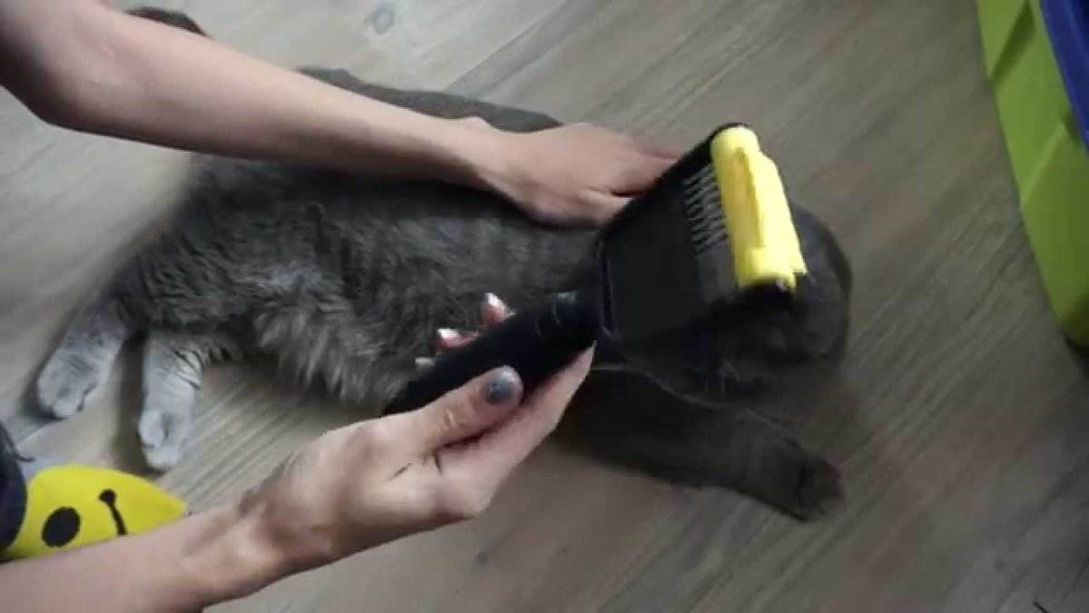 Как отстирать постельное белье от кошачьей шерсти