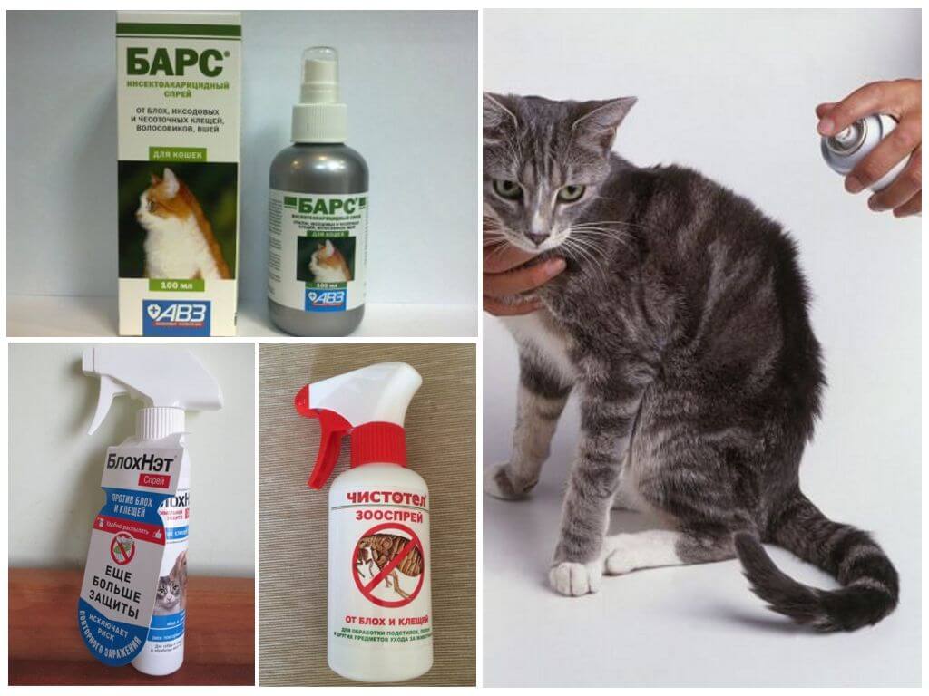 Блохи у кошек: симптомы, профилактика, лечение