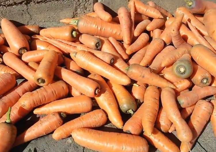 Важный момент сохранности урожая: нужно ли мыть морковь перед хранением на зиму?