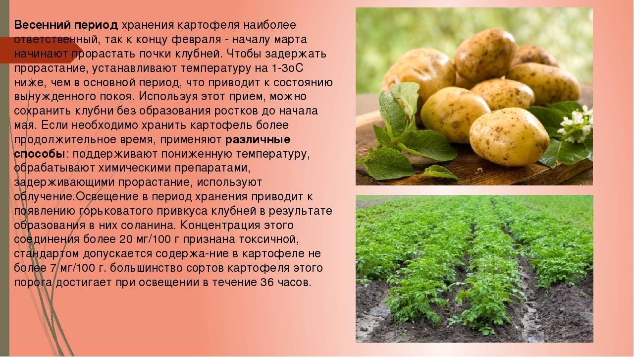 Почему картошка зелёная при сборе урожая: насколько вредна и можно ли кушать