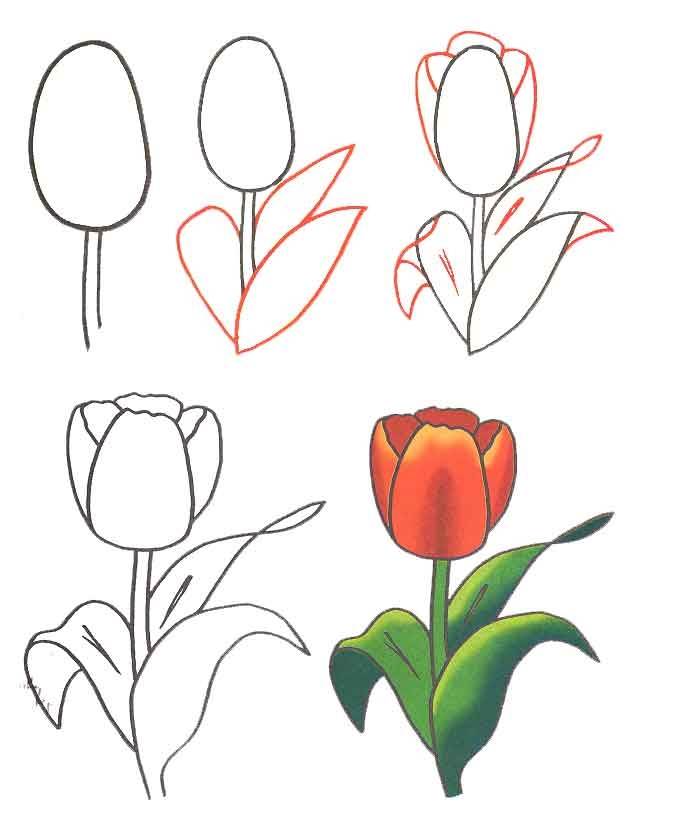 Как нарисовать цветы поэтапно карандашом. топ вариантов для начинающих