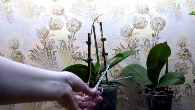 Уход за орхидеями: как обрезать после цветения?