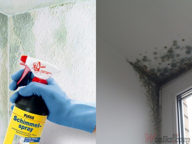 Как избавиться от грибка на потолке и чем обработать плесень в квартире