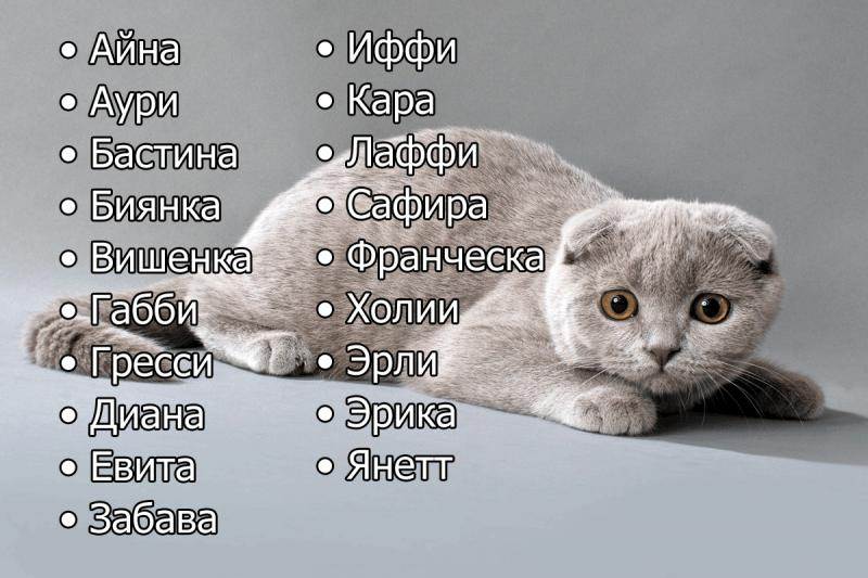 Как назвать белого котенка мальчика или девочку: красивые и необычные имена