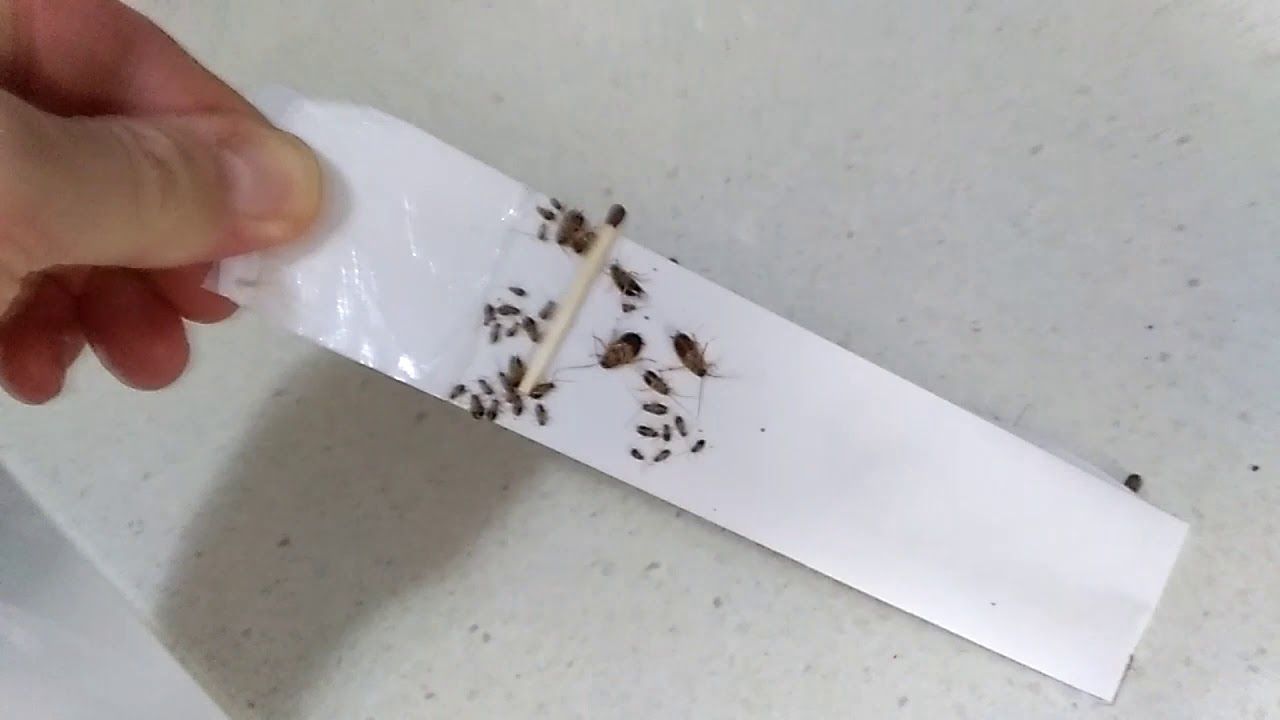 Самые эффективные ловушки для тараканов: обзор популярных приспособлений