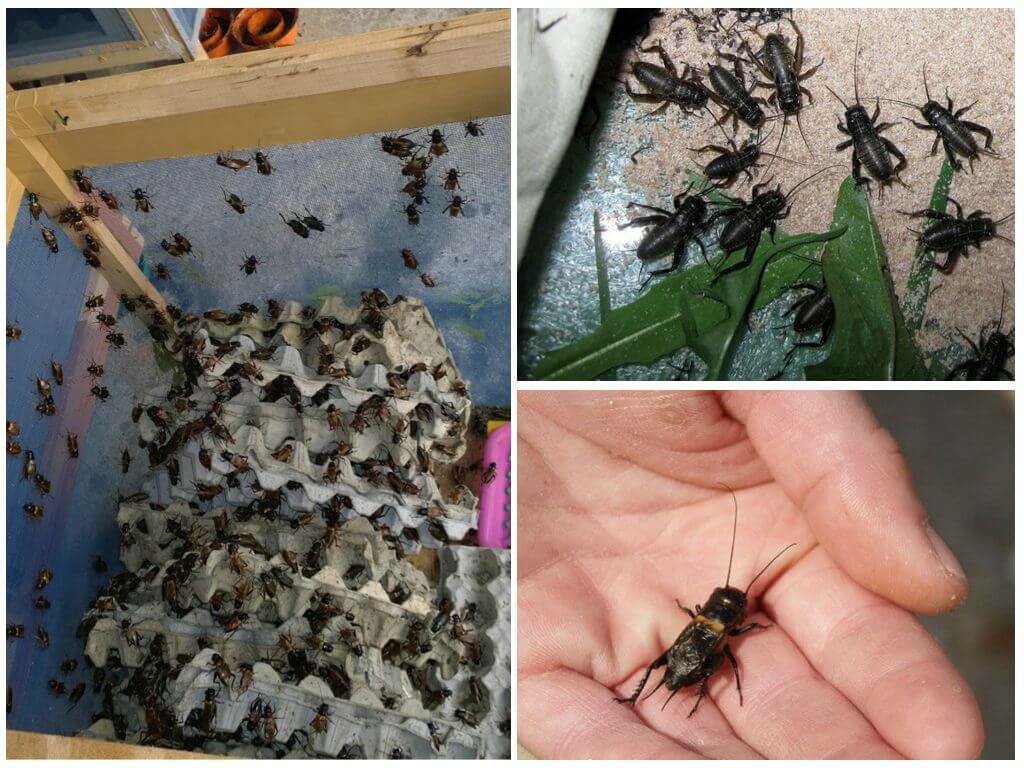Домашние насекомые разводит человек. Насекомые в квартире. Размножение сверчков. Домики насекомых в доме. Домашние сверчки.