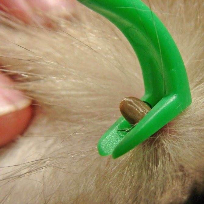 Подкожные клещи у кошек, заражение, диагностика и лечение | блог ветклиники "беланта"