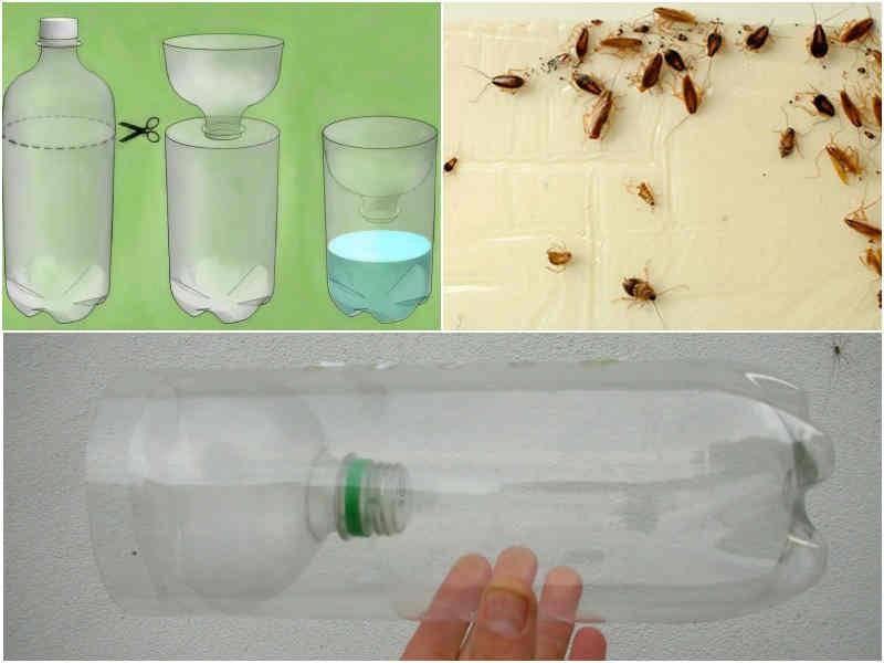 Ловушка для тараканов своими руками: из банки, бутылки и клеевая