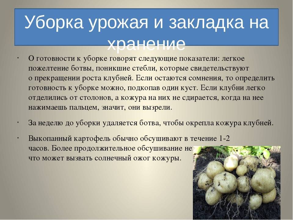 Как хранить морковь долго