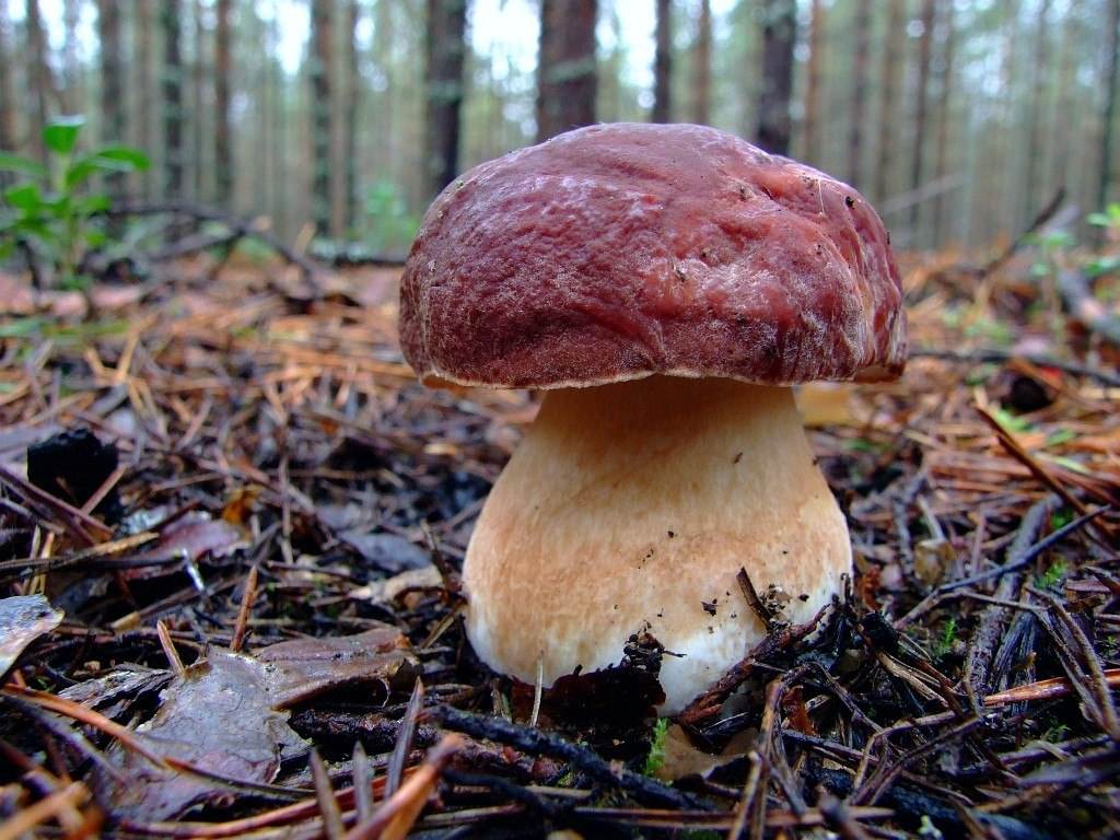 Сколько растут белые грибы после дождя, через сколько дней появляются боровики