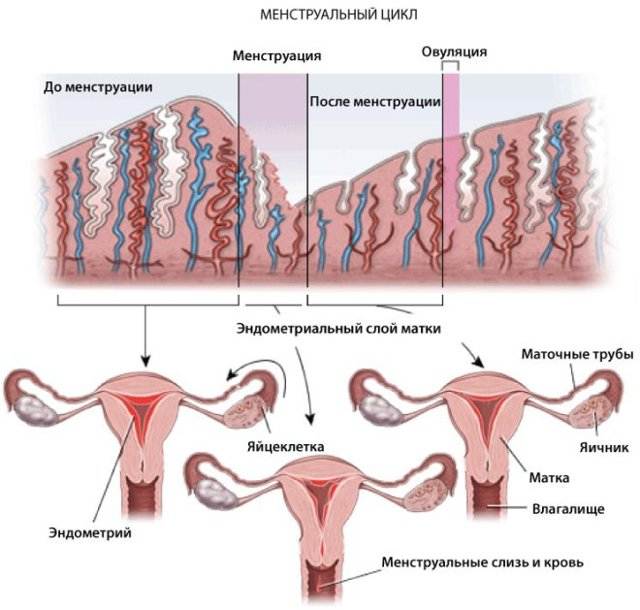 Эко при тонком эндометрии. как увеличить шансы на зачатие?