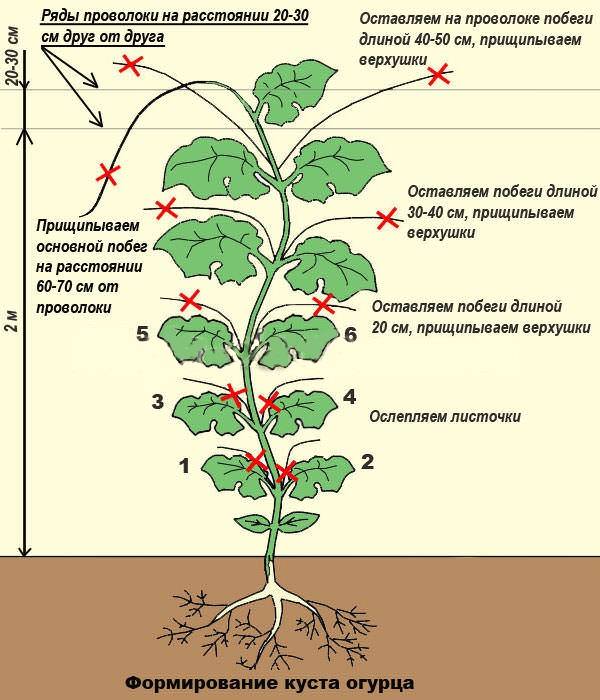 Особенности выращивания растения хмель: посадка, уход, размножение