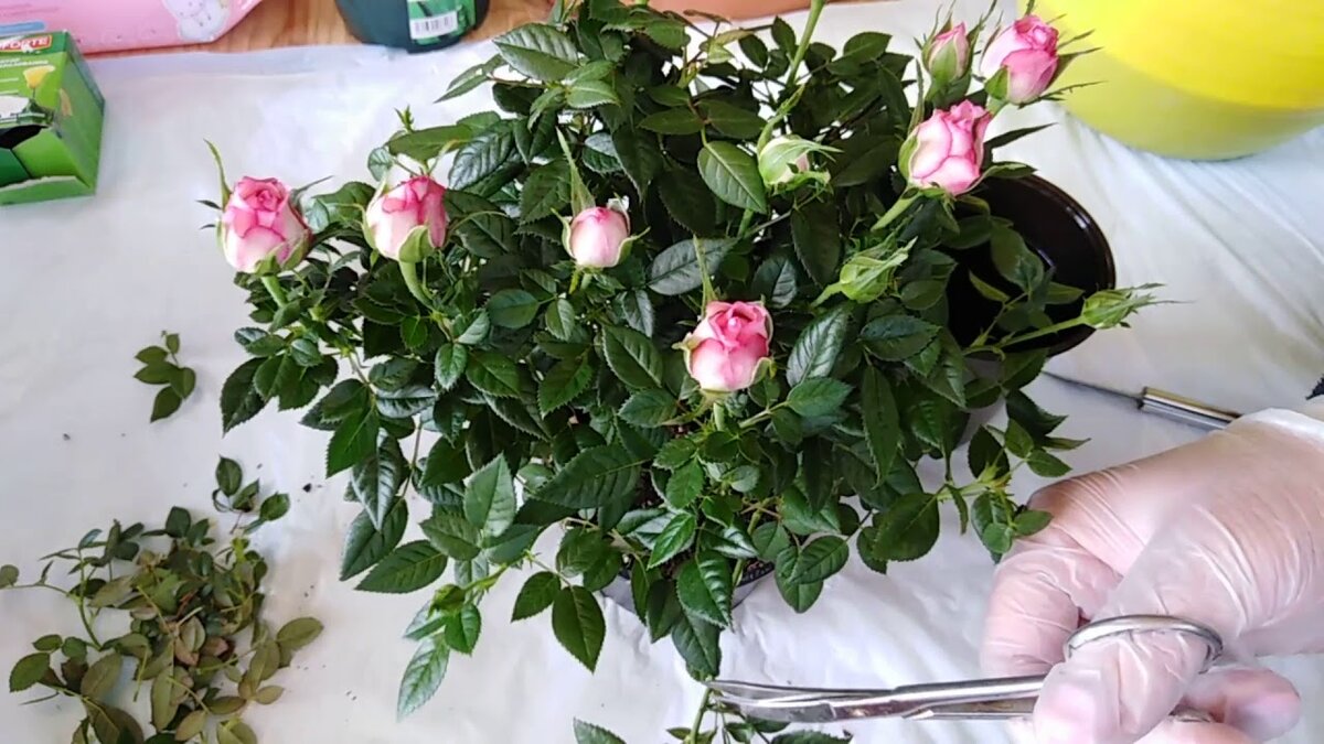 Роза в горшке: уход за комнатной розой в домашних условиях
