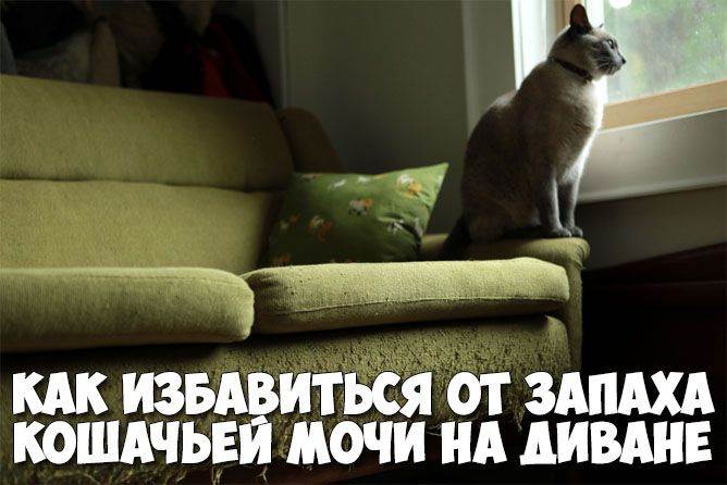 Как вывести кошачью мочу с дивана