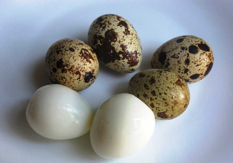 Вред сырых куриных яиц и польза для организма человека - состав, сколько можно